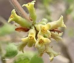 Image result for Aptosimum marlothii