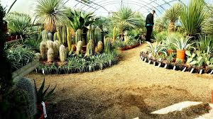 Currently, the garden contains 500 cacti. Urban Jungle Plant Nursery And Cafe Linkedin