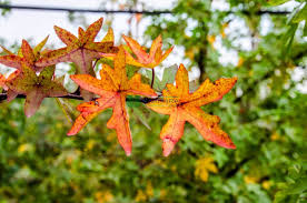 سْتُرَكْسْ) الصمغ الذي يستخرج من شجرة اللُبْنَى. Ù…ÙŠØ¹Ø© Ø³Ø§Ø¦Ù„Ø© Liquidambar Orientalis Pyramidale Altingiaceae Sms Marmara Group