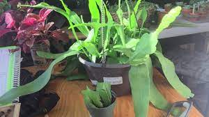 In some circles, they're referred to as the thanksgiving cactus or the holiday cactus. Potting Orchid Cactus Cuttings Youtube