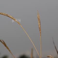 Image result for Phacelurus