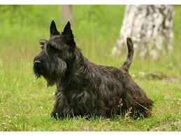 Image result for ČESKÝ TERIÉR