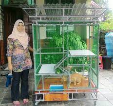Selain cara mengatasi kutu kucing yang telah dijelaskan di atas, kamu juga perlu melakukan tindakan manual seperti menyisir bulu kucing. Keren 25 Desain Sangkar Kucing Buatan Sendiri Dari Kayu Dan Pipa