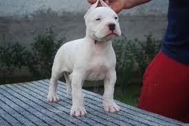 Dogo Argentino Kopek Hayvanlar Hayvanlar Alemi