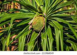 Image result for Pandanaceae