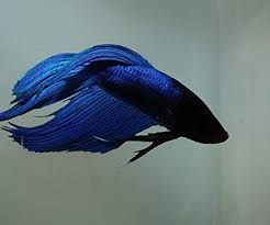 Video's direct beschikbaar in 4k en hd voor elke nle. Betta Splendens Siamese Fighting Fish Blue Male Live Tropical Aquarium Fish Aquarium Plants
