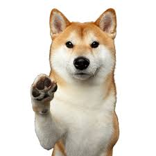 The shiba inu (柴犬, japanese: Shiba Inu Breed Description Character Co Dogbible