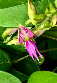 Image result for Galactia striata