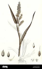 Image result for Carex echinochloe