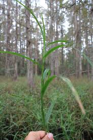 Image result for Scleria racemosa