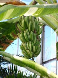Unknown (first found in hawaii) flower: Platano Ae Ae Musa A E A E Mundo Hispanico