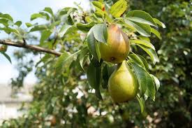 Jul 07, 2017 · the goal of the guild is to underplant a central element, such as a fruit or nut tree, with plants that are highly useful, multifunctional, and that might naturally be found growing together. How To Grow Fruit Trees Successfully The Primrose Blog