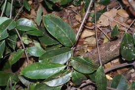 Image result for Lauraceae