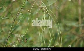Image result for Tephrosia linearis
