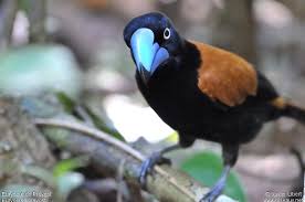 Image result for Vangueria vestita