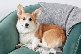 Share funniest dog videos & photos daily let's like and share with your friends ! The Cutest Dog Breeds To Keep As Pets