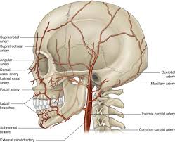 Main arteries and veins of neck the head and neck receives the majority of its blood supply through the carotid and vertebral arteries. Is The Carotid Artery On The Side Of Your Face On The Jawline Or On Your Neck Quora