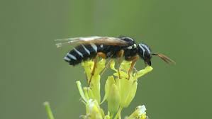 Black with white stripes wasp. Black Mason Wasp With White Stock Footage Video 100 Royalty Free 28538497 Shutterstock