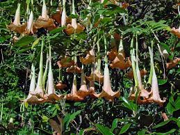 Check spelling or type a new query. Brugmansia Versicolor Wikipedia