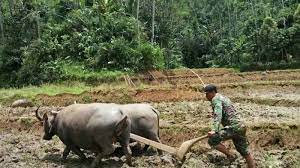 Petani di kawali, kabupaten ciamis masih mempertahankan cara tradisional membajak sawah, yakni dengan memanfaatkan tenaga kerbau. Cerita Serka Widyo Membajak Sawah Dengan Kerbau Di Desa Di Pelosok Purbalingga Tribun Jateng