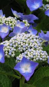 nature love romantic fashion flower bouquet inspirationfleurs fleurs myfashionlove idees de jardin fleur jolie fleur fleur amour