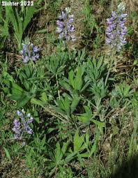 Image result for Cyperus latifolius