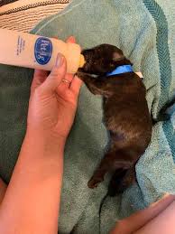 Finding solid dogs, solid homes. Corgi Takes In Orphaned Pit Bull Puppies As Her Own Cesar S Way