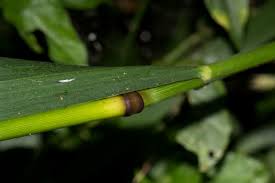 Image result for Bromus leptoclados