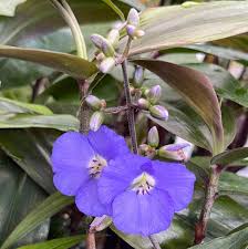 Image result for Dichorisandra