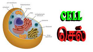 We did not find results for: à®š à®² à®¨ à®£ à®£ à®± à®ª à®ª à®•à®³ Functions Of Cell Parts Oscar Tamil Youtube