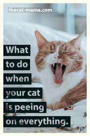 Help My Cat Is Peeing On Everything What Should I Do In 2020 Cats Mama Cat Cat Pee