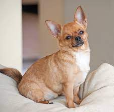 Questi cani sono adorabili e amano completamente i loro padroni. Cani Da Appartamento Quali Razze Scegliere