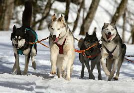 If there has been fresh snow the night before, thus slowing the trail, you may travel just the twenty miles it takes to get to your nights destination. The 12 Characters Of Christmas Day 11 In 2020 Pet Dogs Dog Sledding Dog Poster