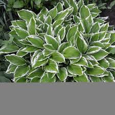 Image result for Hosta fortunei albomarginata