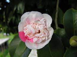 Free shipping on qualified orders. Camellia Japonica Wikiwand