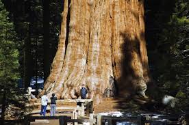 There are many ways of identifying and classifying the age of trees, we will ist down trees that have been identified and verified by carbon dating. The Greatest Trees Of The World