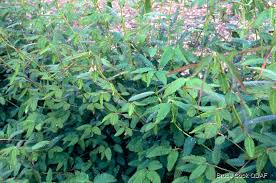 Image result for Aeschynomene sp. B