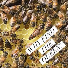 Image result for Queen bee