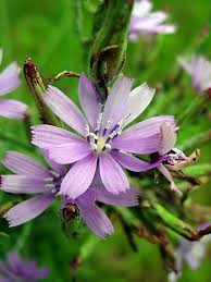 Image result for Lactuca inermis