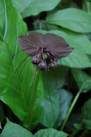Tacca Chantrieri Also Known As The Chinese Black Bat Flower Credit Meneerke Bloem Bat Flower Bat Plant Flower Care