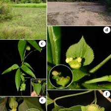 Image result for Tragia grandistipularis