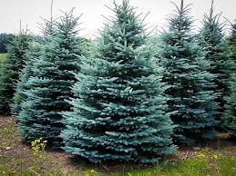 The most common evergreen trees material is metal. Buy Baby Blue Spruce For Sale The Tree Center
