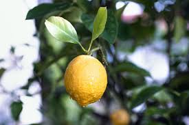 Image result for Citrus × limon