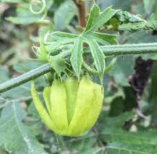 Image result for Trochomeria macrocarpa