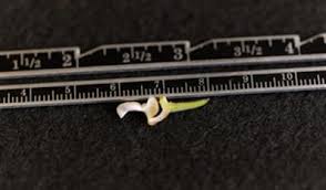 Image result for Polystachya lawrenceana