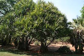Image result for Pandanus utilis