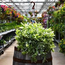 Image result for Tradescantia