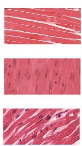 What are the four types of animal tissues and their functions. 4 4 Animal Tissues Plant And Animal Tissues Siyavula