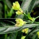 Image result for Strobilanthes anisophylla