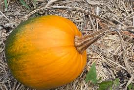 Image result for Cucurbita